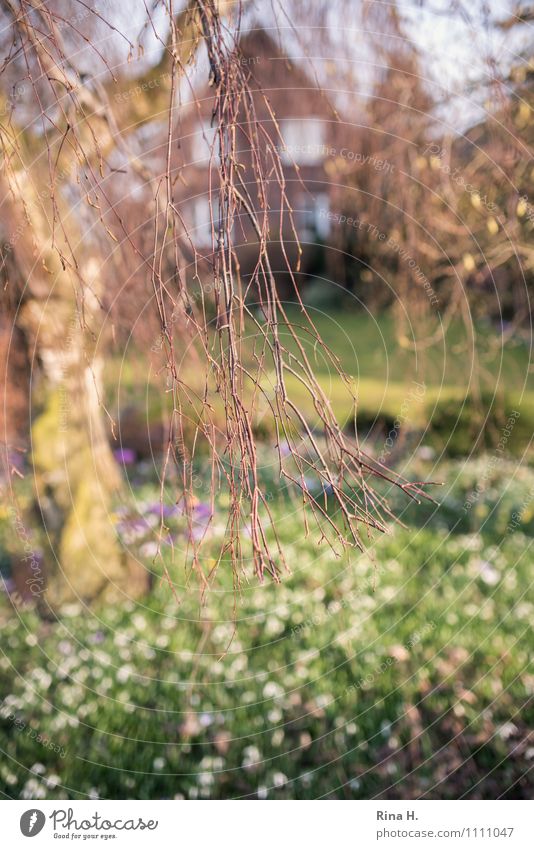 FrühlingsGarten Natur Schönes Wetter Baum Blume Park Haus Beginn Bauernhof Frühlingsblumenbeet Farbfoto Außenaufnahme Menschenleer Schwache Tiefenschärfe