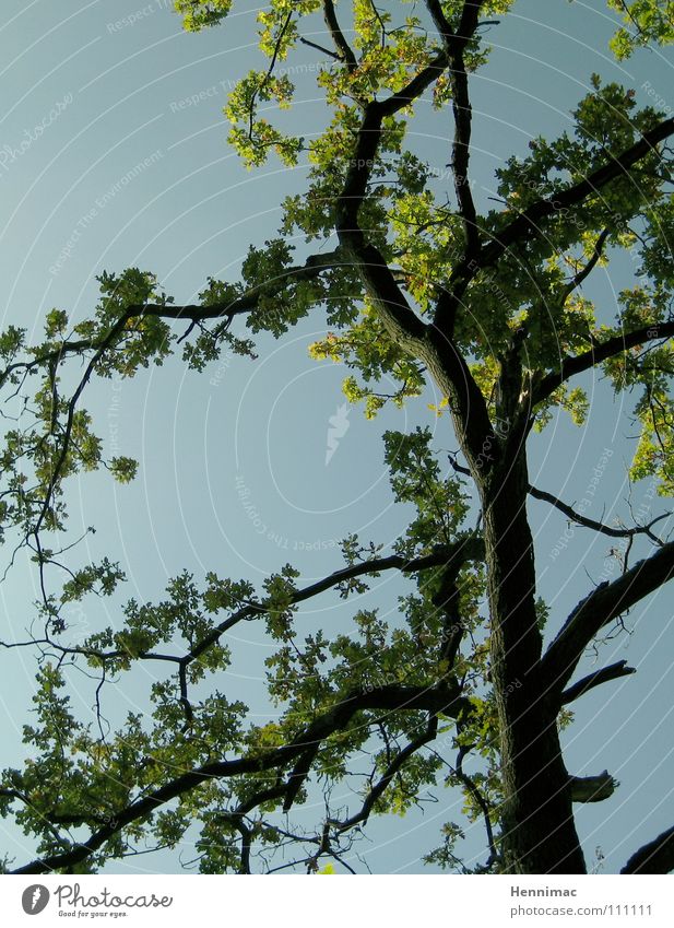 So schnell gibt der Wald nicht auf! Baum Blatt grün Silhouette Frühling Pflanze Baumrinde Leben April Mai Baumstamm blau Himmel Ast Blühend Blütenknospen neu