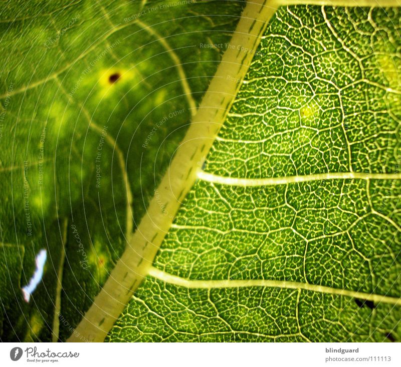 Structure to Blur weich Unschärfe Blatt Physik fein Geäst Sonnenblume grün Pflanze Biologie frisch grasgrün saftig Gärtner Sommer Perspektive Ranke gedeihen