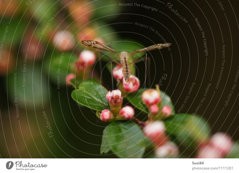 Kurz vor dem Start Umwelt Natur Pflanze Tier Sträucher Wildpflanze Garten Wildtier Fliege Flügel 1 Blühend Erholung sitzen nachhaltig natürlich Freiheit