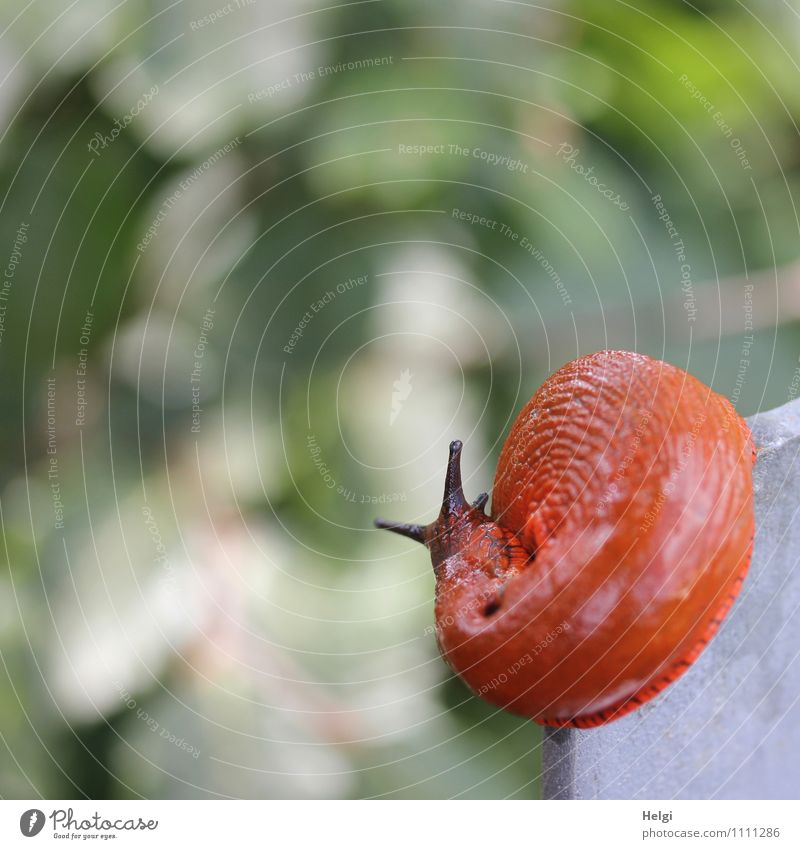 dynamisch unterwegs... Umwelt Natur Tier Sommer Wildtier Schnecke Wegschnecke Nacktschnecken 1 Metall Bewegung außergewöhnlich einzigartig klein natürlich