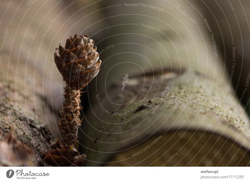 Tannenzapfen mit Baumstamm Umwelt Natur Pflanze Wildpflanze Wald Holz Kreativität stagnierend Zapfen Farbfoto Außenaufnahme Nahaufnahme Menschenleer Tag