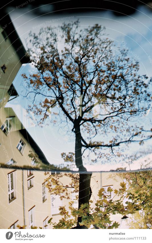 Wurzelbaumast II Reflexion & Spiegelung Baum Windschutzscheibe Blatt Herbst Nachbar Fenster Fassade Luft unten verkehrt entgegengesetzt Holz hart fällen