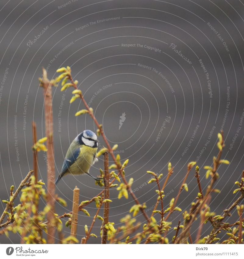 Kletterkünstler Umwelt Natur Pflanze Tier Frühling Sträucher Forsithie Blütenknospen Zweig Garten Mauer Wand Fassade Wildtier Vogel Meisen Blaumeise 1 hängen