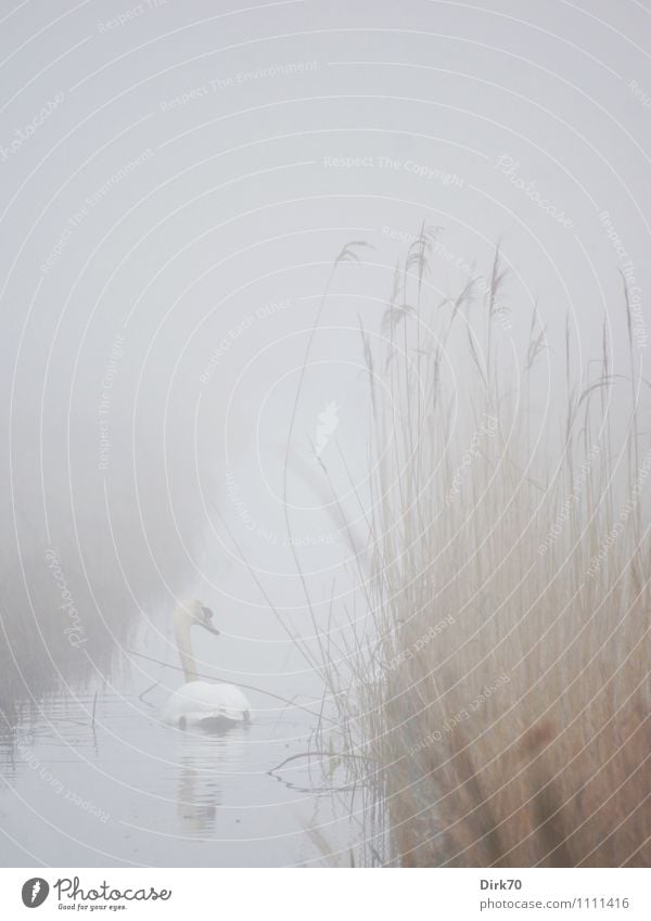 Nebelschwan Umwelt Natur Landschaft Wasser Wildpflanze Schilfrohr Riedgras Küste Flussufer Bach Wassergraben Tier Wildtier Vogel Schwan Höckerschwan 1