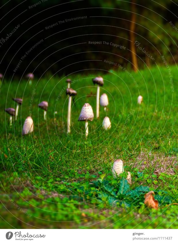 Familientreffen Umwelt Natur Landschaft Pflanze Sommer Gras Wiese Wald Wachstum Pilz viele wild Stadtrand Stengel grün braun-beige Kopf Klee Waldrand dunkel