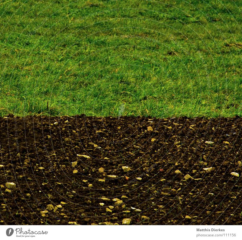 border Feld Wiese Herbst Sommer Landwirtschaft Arbeit & Erwerbstätigkeit Horizont trist Trauer Botanik Jungpflanze Nebel Herbstwetter Regen Ordnung verzweigt