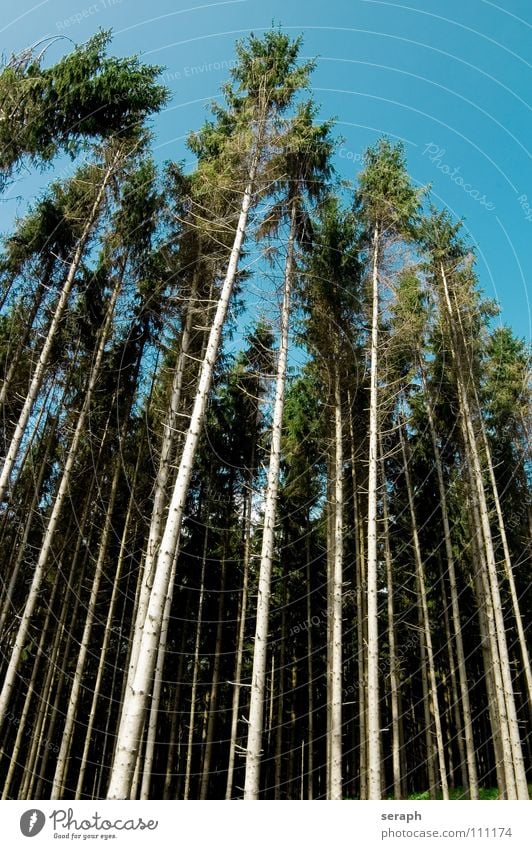 Waldsterben Baumstamm Tanne Weihnachtsbaum Nadelwald Holz Fichte Zerstörung Baumrinde Natur Pflanze Abholzung Ast Hintergrundbild Landschaft Tod Botanik Linie