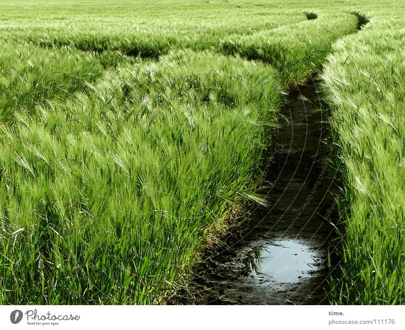 Schwungvoll ins Unbekannte Farbfoto Außenaufnahme Menschenleer Tag Lebensmittel Getreide Ernährung Wellen Pflanze Erde Sand Wasser Horizont Frühling Wind Feld