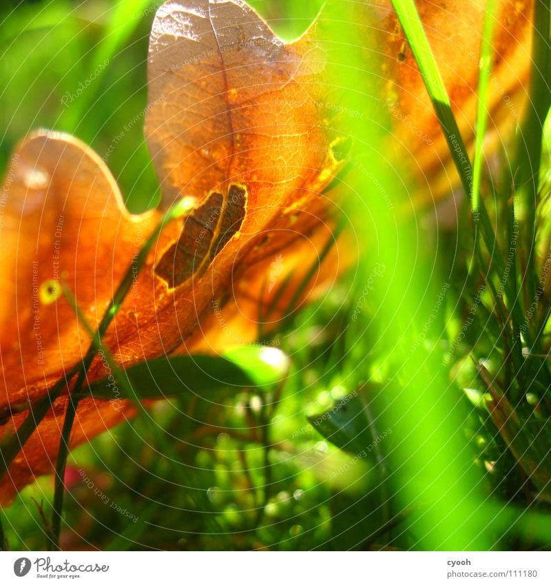 Herbst im Quadrat Sonnenlicht Sonnenstrahlen Eiche Blatt grün Gras braun grasgrün Wiese nah Froschperspektive Licht Lichtfleck ruhig Suche finden entdecken rein