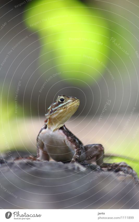 poser Tier Wildtier Echte Eidechsen 1 Brunft beobachten hocken Blick ästhetisch frei natürlich wild Natur Reptil Körperhaltung Farbfoto Außenaufnahme