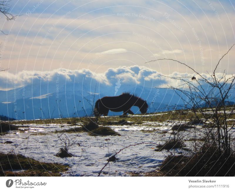 Natur natürlich Physis Berge u. Gebirge Tier Gelassenheit schön Beautyfotografie