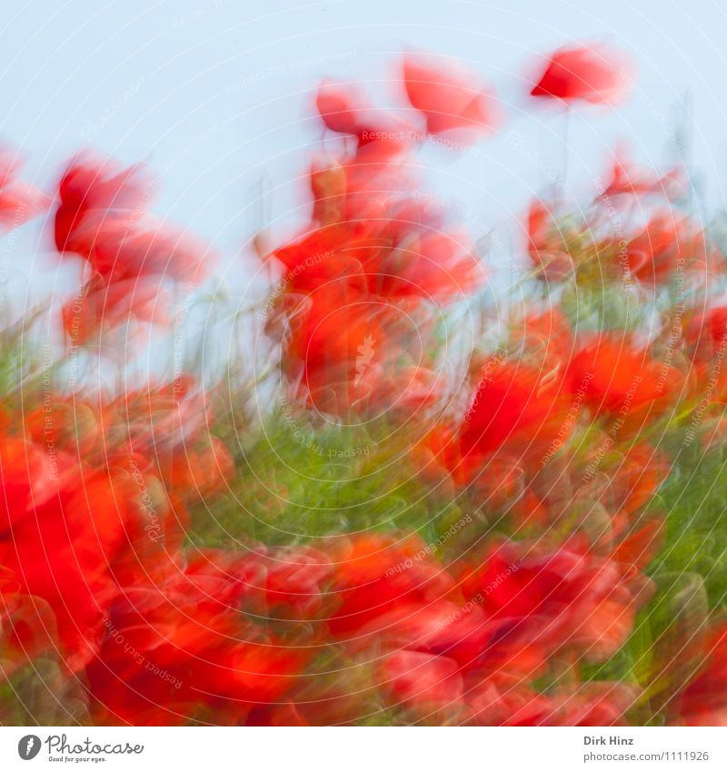 Rauschender Mohn Umwelt Natur Landschaft Pflanze Blatt Blüte Nutzpflanze Wildpflanze Park Wiese Feld außergewöhnlich verrückt wild grün rot Stimmung bizarr