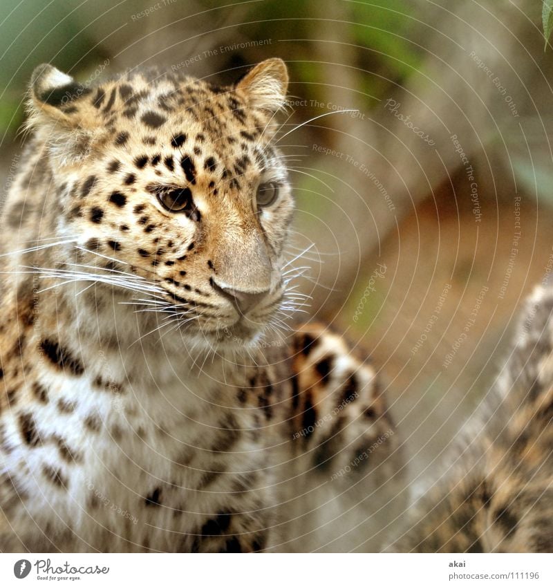 Jagdfieber Tier Futter Wachsamkeit Kontrolle Jäger krumm Angst Leopard Spielen ruhig Konzentration Pfote Schwanz Zoo Landraubtier Raubkatze Säugetier