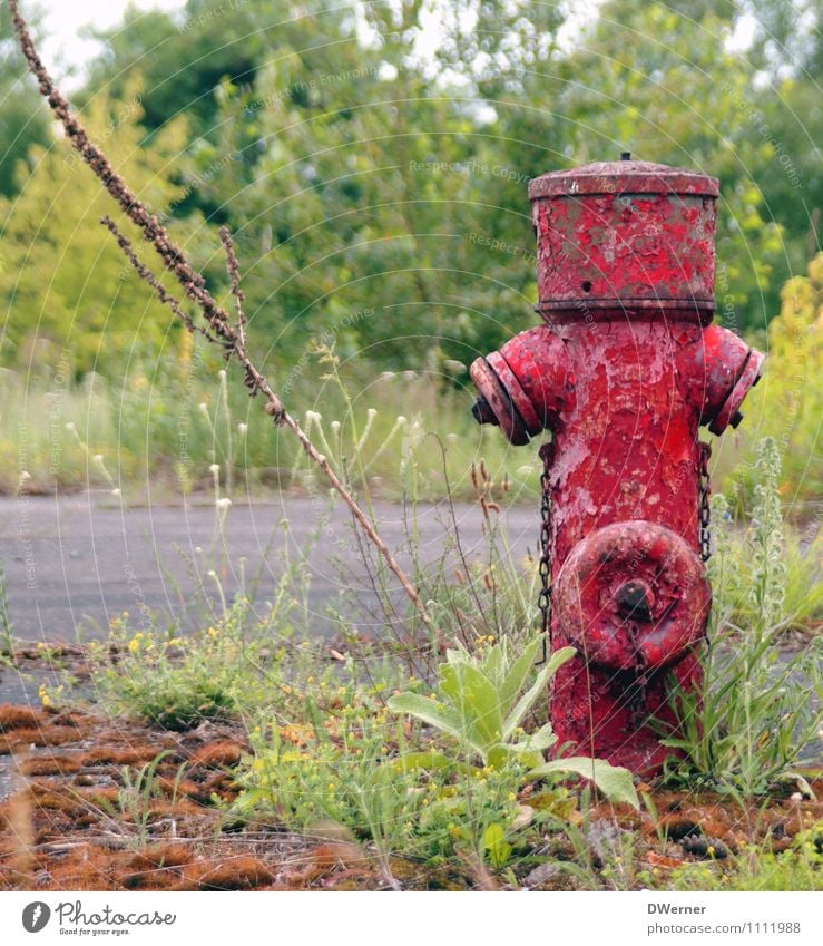 Hydrant Lifestyle Garten Wasserkraftwerk Umwelt Natur Landschaft Pflanze Blume Gras Moos Park Wiese Industrieanlage Fabrik Ruine Architektur alt retro Stadt rot