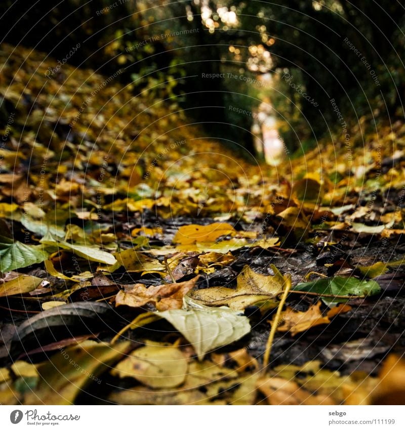 Herbstweg Blatt Baum grün gelb Goldener Schnitt Weitwinkel herbstlich Bodenbelag Erde Wege & Pfade