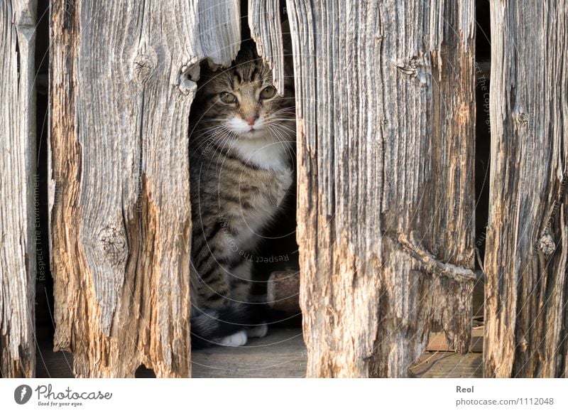 Tarnfarben Scheune Tier Haustier Katze Tiergesicht Fell Schnurrhaar 1 Holz entdecken eckig braun Wachsamkeit Schüchternheit Symmetrie Überleben Tarnung Versteck