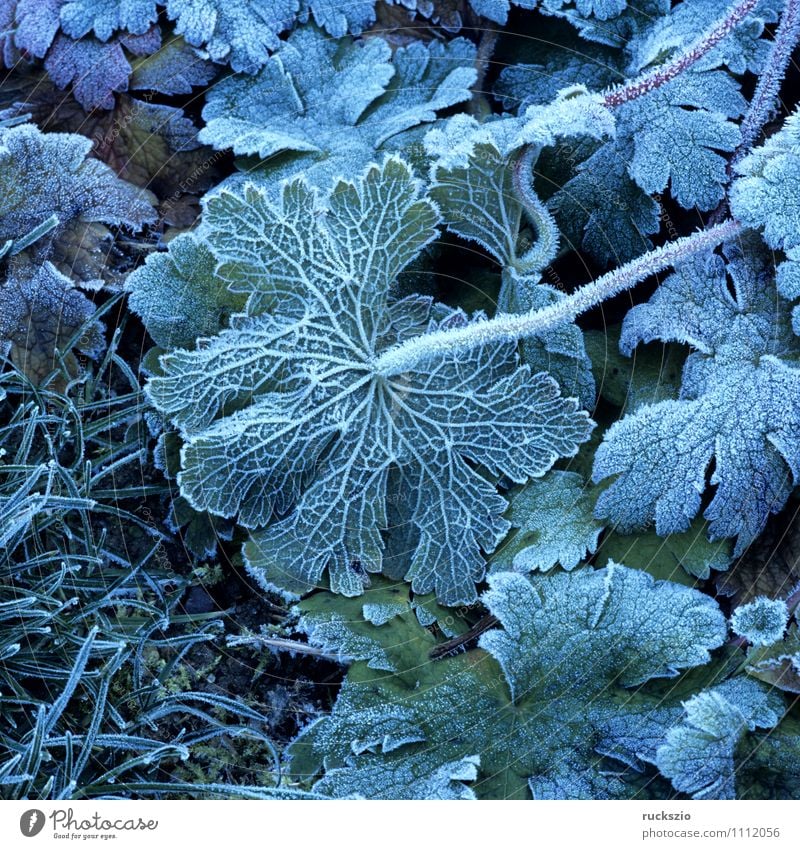 Blatt, Raureif, Winter Nebel kalt Winterimpression Dunst bereift bereifte Eindruck Winterimpressionen Eis Storchschnabel Frost leaves Leaf Winter Impression fog