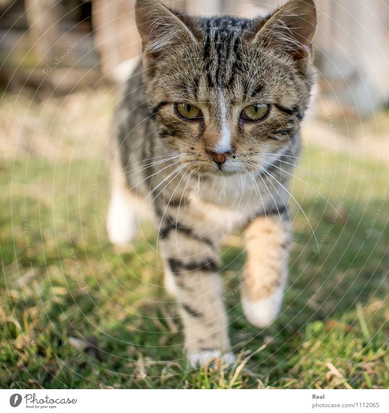 Auf der Pirsch Tier Gras Wiese Haustier Katze Fell Schnurrhaar Auge Tiergesicht laufen schleichen 1 Tierjunges Bewegung Jagd braun schwarz weiß Warmherzigkeit