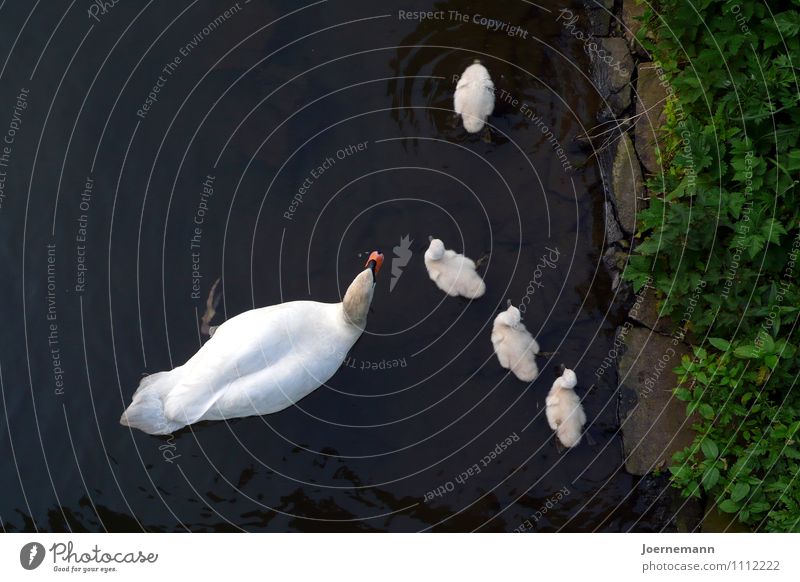 Schwanfamilie Wasser Park Flussufer Teich Tier Vogel Tiergruppe Tierfamilie Geborgenheit Familie Zusammenhalt Sicherheit Schutz Zusammensein Tierliebe