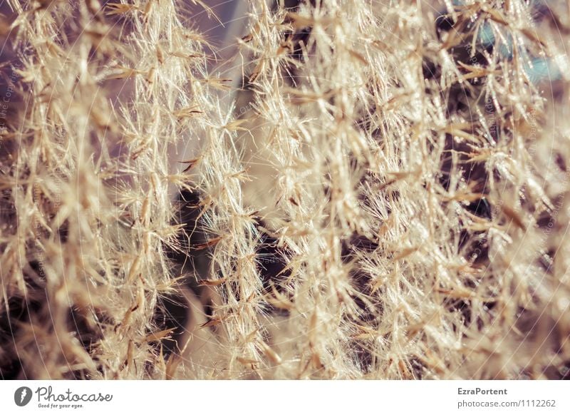 Vorhang Umwelt Natur Pflanze Gras Blüte Garten leuchten glänzend natürlich Wärme braun Samen Farbfoto Gedeckte Farben Außenaufnahme Nahaufnahme Detailaufnahme