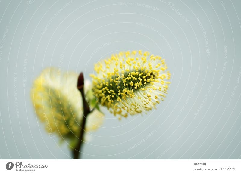 Weidenkätzchen Natur Pflanze Frühling Sträucher Blüte Grünpflanze Stimmung gelb weich Garten Farbfoto Außenaufnahme Nahaufnahme Detailaufnahme Makroaufnahme Tag