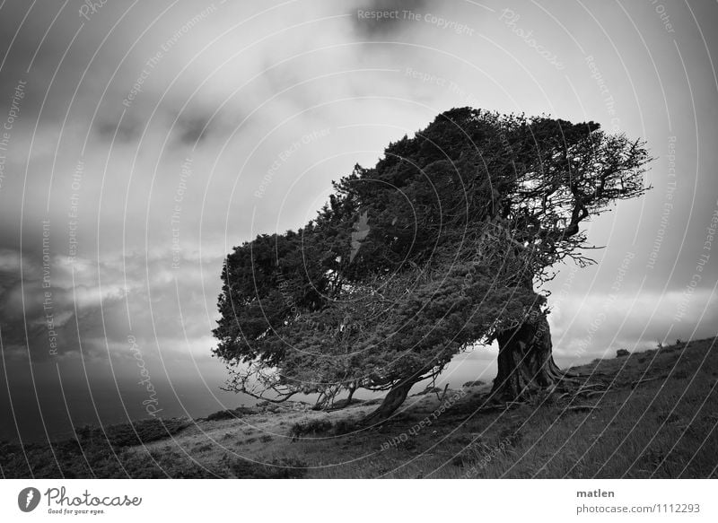 zweites Standbein Natur Landschaft Himmel Wolken Horizont Frühling Wetter Wind Baum Gras Wiese Berge u. Gebirge Meer schwarz weiß bizarr Wacholder eigenwillig