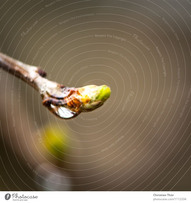 Regen im Frühjahr Leben harmonisch Wohlgefühl Zufriedenheit Sinnesorgane Erholung ruhig Meditation Spa Sommer Umwelt Natur Pflanze Tier Frühling Sträucher