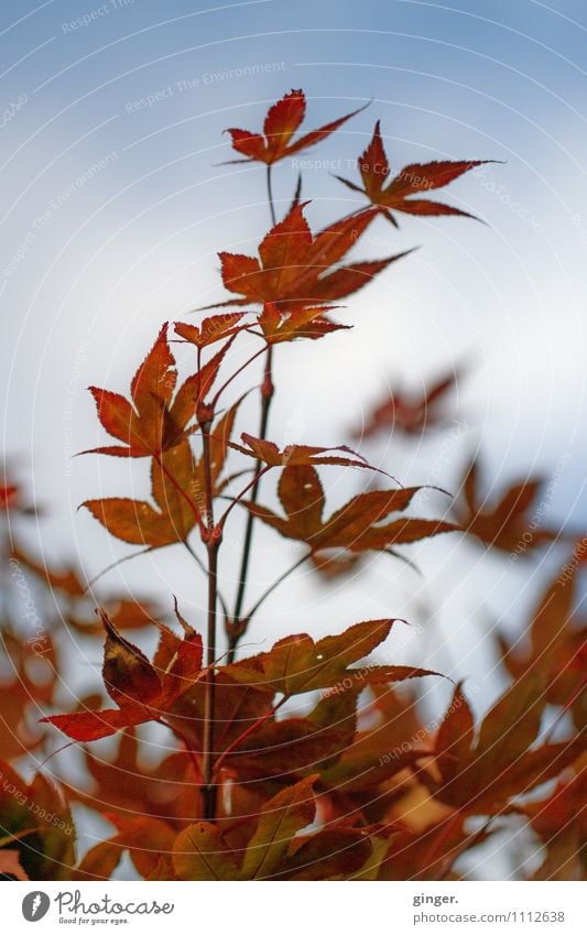 Pracht. Voll. Natur Pflanze Sträucher Blatt Wachstum Himmel Rost rot Fächer Zacken Wilder Wein aufstrebend Blauer Himmel blau viele herbstlich Unschärfe