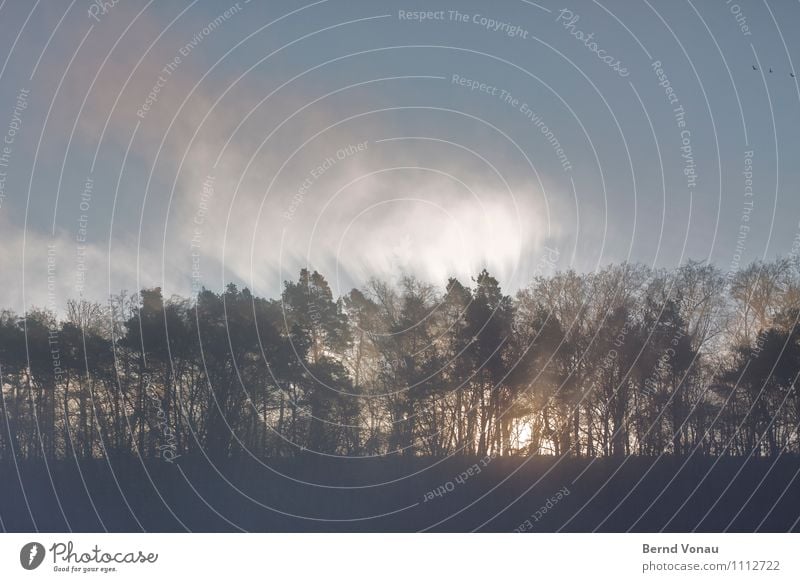 Waldbrand Umwelt Natur Landschaft Himmel Sonnenaufgang Sonnenuntergang Sommer Pflanze Baum Gefühle Stimmung Beginn gewaltig dramatisch Nebel stark Spaziergang