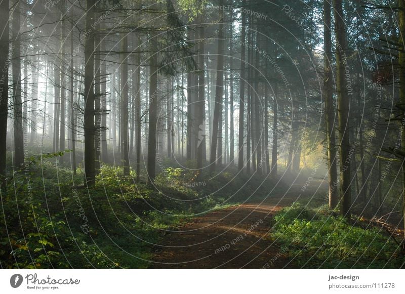 die Sonne durchdringt den Nebel Morgennebel Wald November ruhig Herbst Novembernebel Wetter Waldesruh'