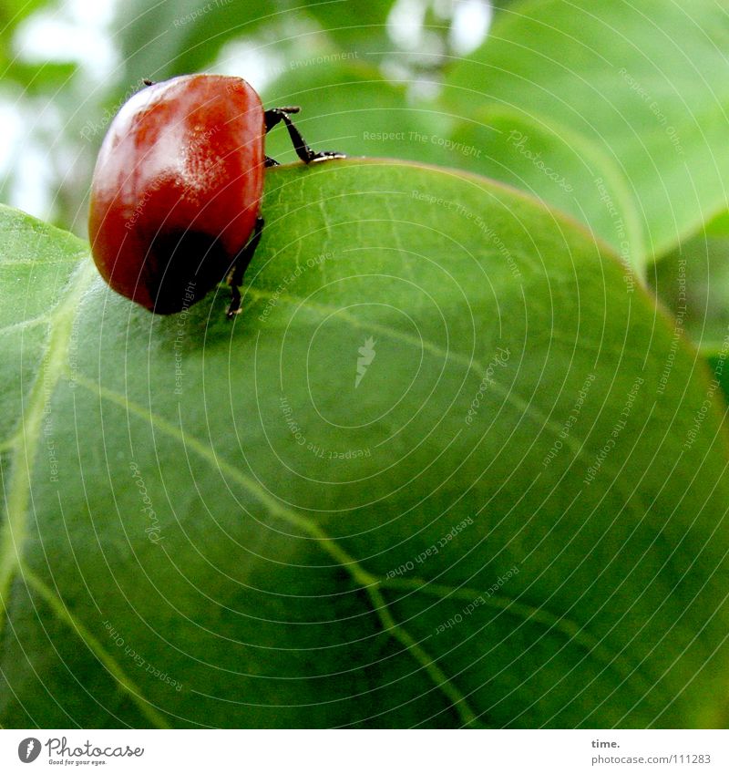 Cliffhanger Farbfoto Außenaufnahme Textfreiraum unten Morgendämmerung Garten Klettern Bergsteigen Natur Blatt Käfer festhalten hängen krabbeln grün rot Kraft