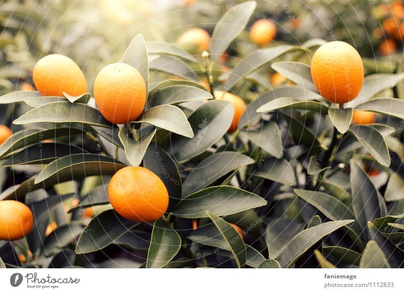 Früchtchen Natur lecker fruchtig Orange grün dunkelgrün leuchten Orangenbaum exotisch Plantage Gewächshaus Frucht Zitrusfrüchte Vitamin Vitamin C südländisch