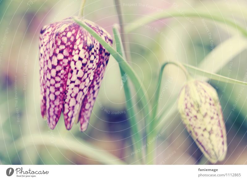 kroko Natur Pflanze Frühling Blume exotisch Wiese verrückt schön außergewöhnlich Krokodil Stengel rosa hellgrün Frühlingsgefühle Blüte Blütenkelch hängend