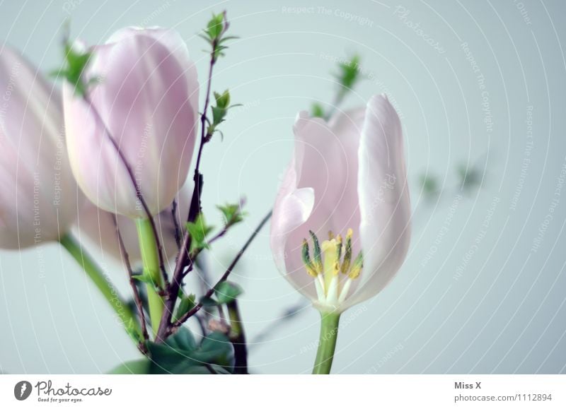 Tulpe rosa Frühling Blume Blüte Blühend verblüht Ast Blütenknospen Blattknospe Blumenstrauß Farbfoto mehrfarbig Außenaufnahme Innenaufnahme Nahaufnahme