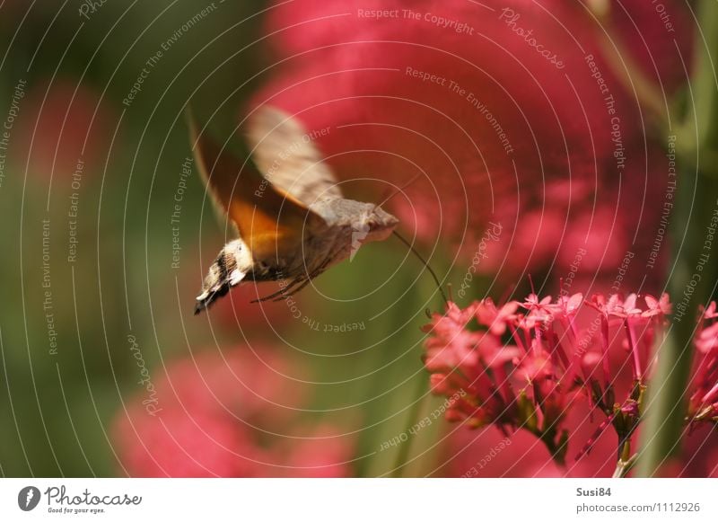 Luftbetankung 2 Natur Pflanze Tier Frühling Sommer Blume Blüte Wildpflanze Garten Wiese Wildtier Schmetterling Flügel Kolibris Taubenschwanz 1 fliegen Fressen