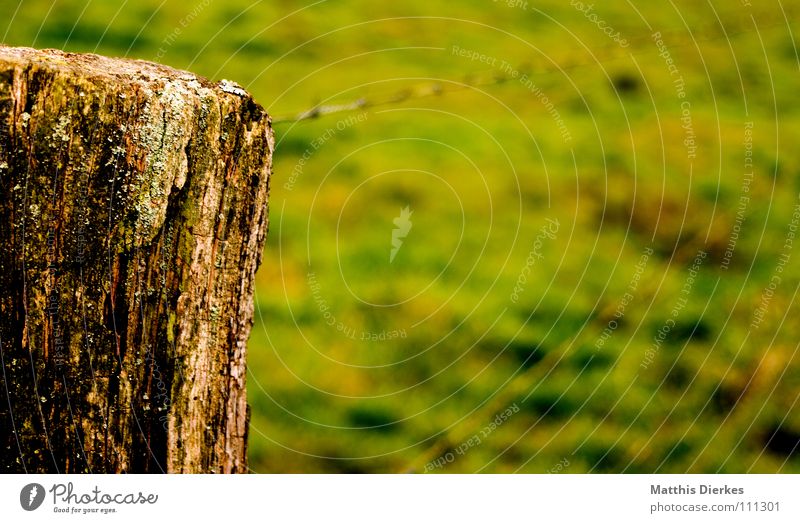 zaungast Zaun Draht Stacheldraht Baumstamm Barriere Unschärfe Herbst diagonal drahtig gefährlich geschlossen Verbote gefangen einsperren Landwirtschaft Feld