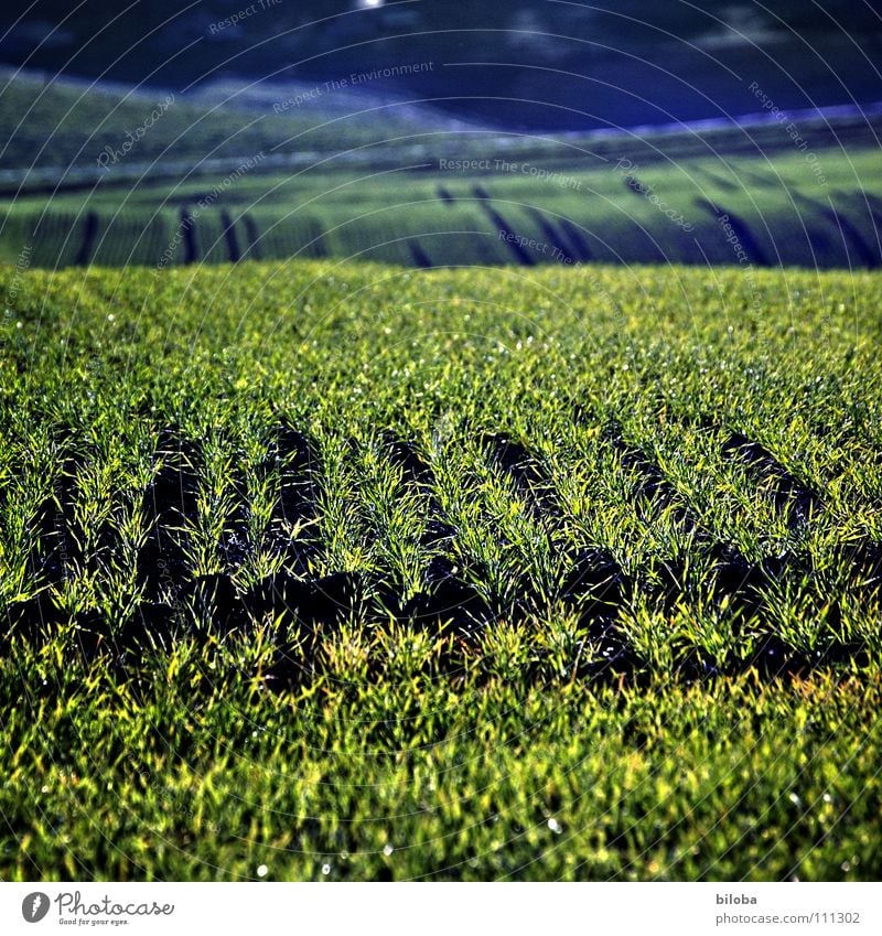 Es spriesst wieder II sprießen Jungpflanze Gegenlicht Schatten Herbst Lebensmittel Landwirtschaft Aussaat aufgehen grün frisch Feld Produkt Wellen Muster