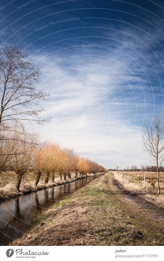 wegbegleiter. Allee Wege & Pfade Wanderwege Baum Himmel Landschaft Graben Wassergraben Farbfoto Menschenleer empty Außenaufnahme Wolken Umwelt Textfreiraum oben