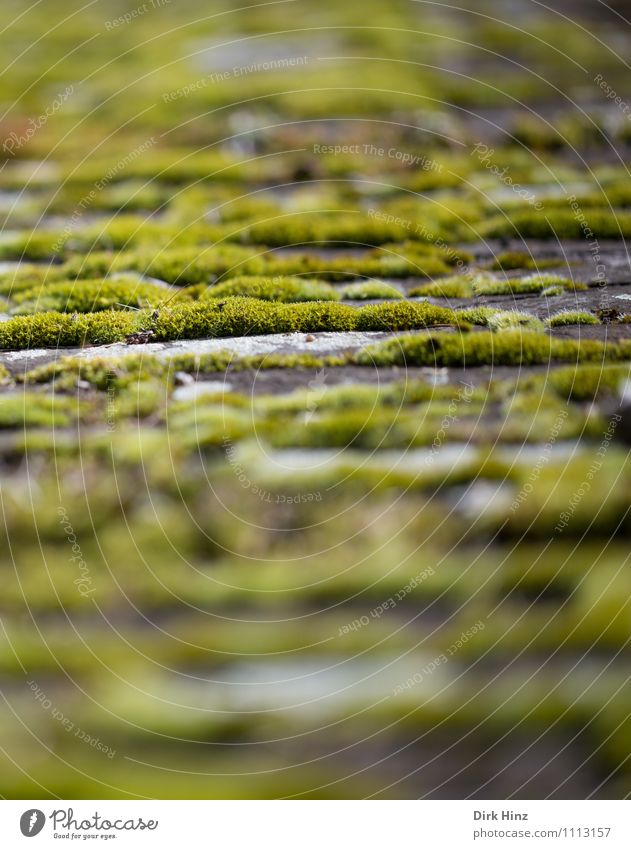 Moos Natur Landschaft Pflanze Grünpflanze Wildpflanze Garten Park historisch weich braun grün Umwelt Umweltschutz Vergangenheit Vergänglichkeit Wachstum