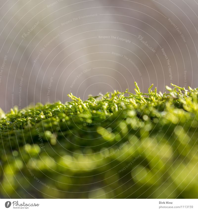 Moosbett II Umwelt Natur Landschaft Pflanze Erde Blatt Grünpflanze Wildpflanze Garten Park Wiese Wald Urwald natürlich grün Idylle Umweltschutz zierlich winzig