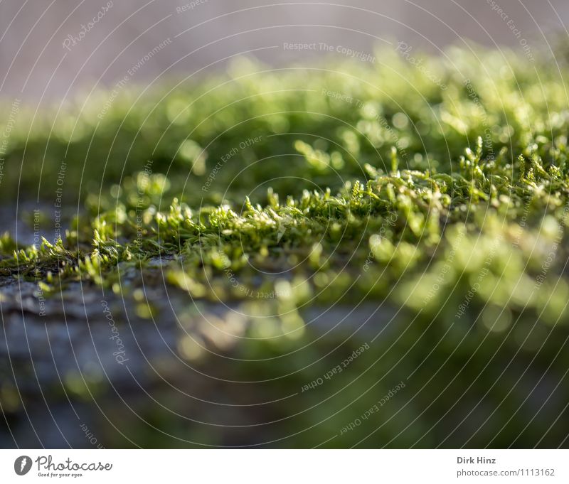 Mooslandschaft Umwelt Natur Landschaft Pflanze Erde Wildpflanze Wald braun grün Idylle Umweltschutz winzig klein zierlich Moosteppich bewachsen Leben Wachstum