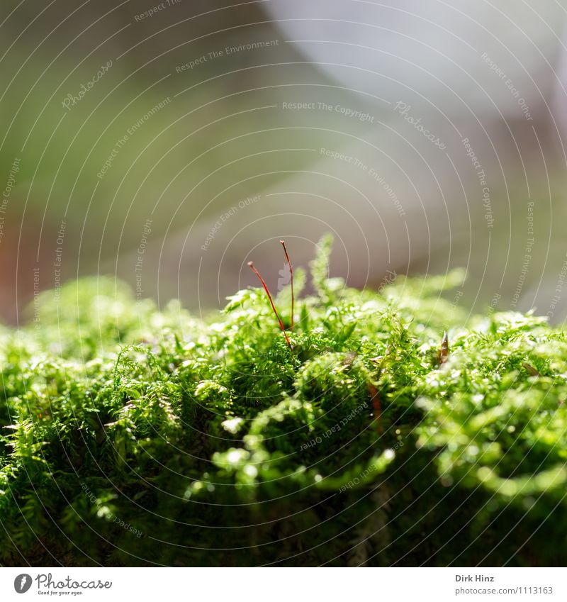 Moosbett I Natur Landschaft Pflanze Blatt Wildpflanze Garten Park Wald Urwald grün Moosteppich fein filigran weich Unschärfe Sonnenstrahlen Wachstum unberührt