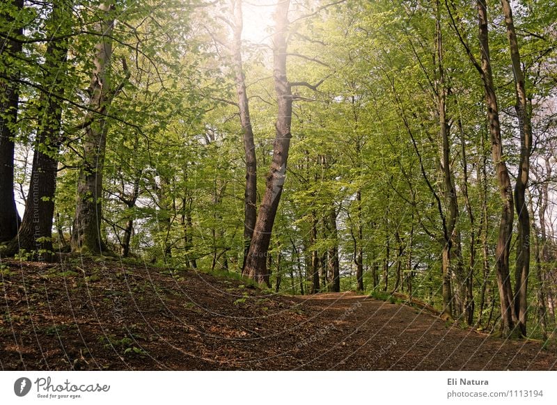 Waldgeflüster Natur Landschaft Pflanze Tier Erde Sommer Schönes Wetter Baum Grünpflanze Waldboden Waldlichtung Holz wandern Wärme braun mehrfarbig gelb grün