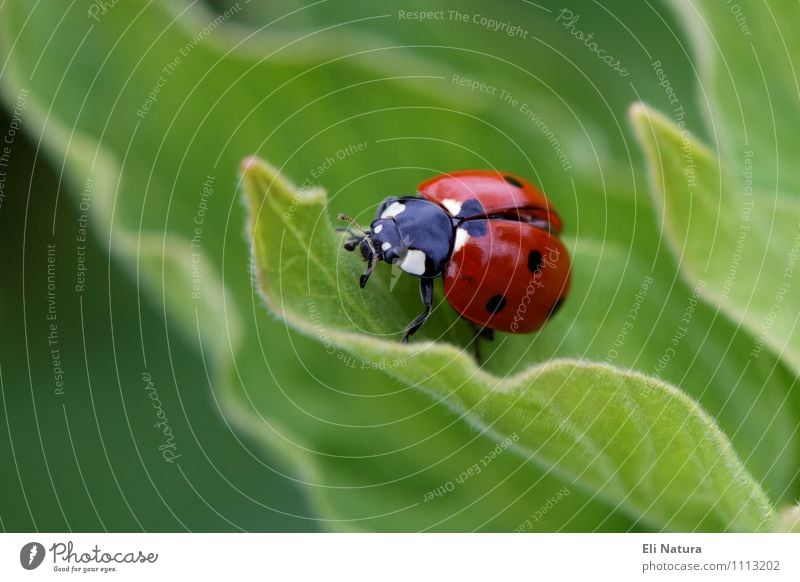 Marienkäfer 2.0 Umwelt Natur Pflanze Frühling Sommer Blatt Garten Park Wiese Tier Wildtier Käfer Glücksbringer 1 entdecken krabbeln frei glänzend klein blau