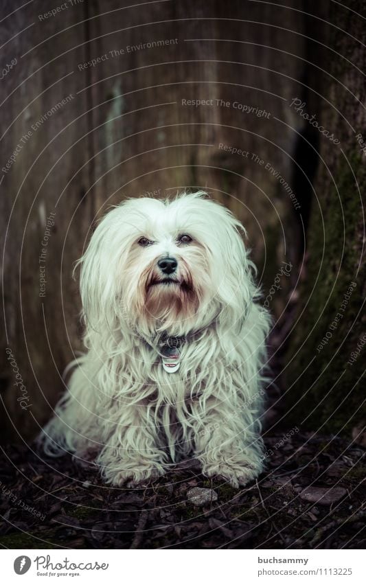 Lässiger Hund Tier Fell langhaarig Haustier 1 Freundlichkeit klein braun weiß gehorsam Baumstamm Bichon Haushund Havaneser Säugetier Textfreiraum sitz Farbfoto