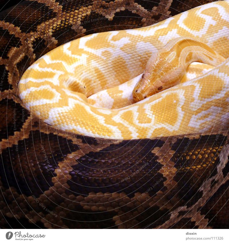 Python molurus - Albino (1) Farbfoto Innenaufnahme Muster Textfreiraum unten Kunstlicht Kontrast Tierporträt Wärme Wildtier Schlange Zoo 2 Zusammensein braun