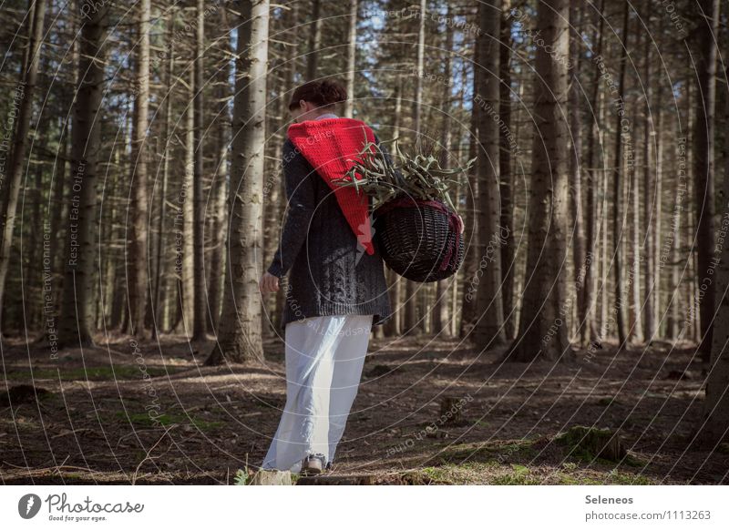 vom Weg abgekommen Mensch feminin Frau Erwachsene 1 Umwelt Natur Frühling Herbst Wald Mütze Nikolausmütze rot Korb Sammlung Farbfoto Außenaufnahme