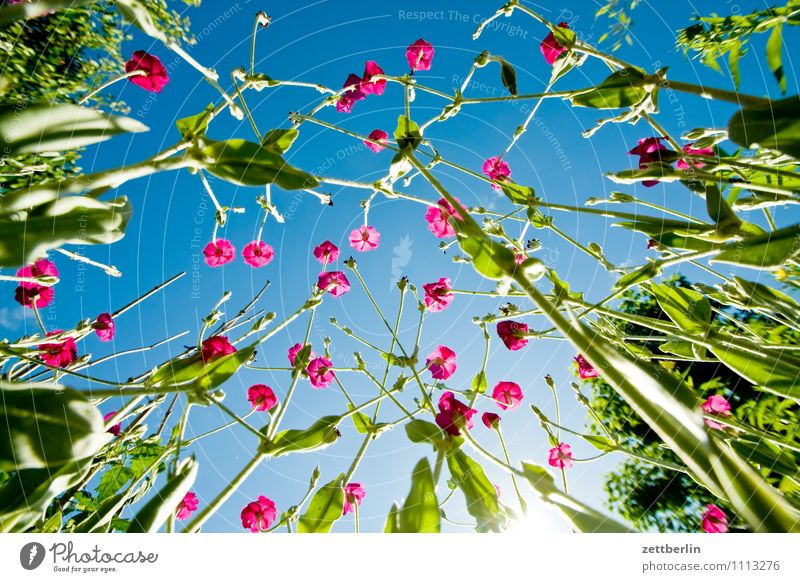 Telekom-Blumen Blühend Blüte Froschperspektive Garten Himmel Schrebergarten Kleingartenkolonie kronenlichtnelke Lichtnelke Pflanze selene coronaria Sommer unten