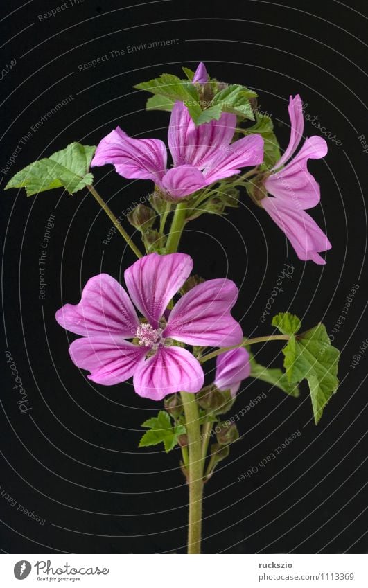 Wilde Malve, Malva sylvestris Alternativmedizin Natur Pflanze Blüte Wildpflanze Garten Blühend frei groß wild violett schwarz Malvenbluete Algiermalve